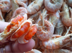 Tôm đất khô nguyên vỏ lớn